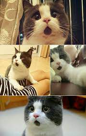 なにこの模様 身体に不思議な柄のある猫23選 eureka もふもふ動画 子猫 かわいいペット ペット用品