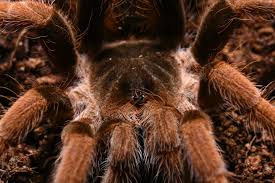 Image result for Orthochilus milnei