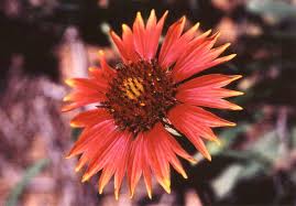 Image result for Pellaea longipilosa