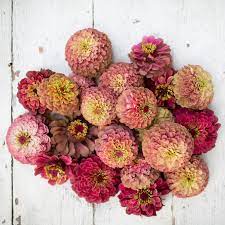 Zinnia 'queen red lime' zinnia elegans. Zinnia Queen Red Lime Floret Flower Farm