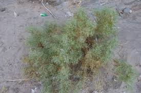 Image result for Zygophyllum simplex