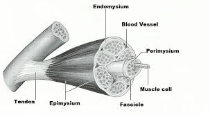 They appear as rod shaped dark stained bodies during the metaphase stage of mitosis when cells are stained with a suitable basic dye and viewed under a light microscope. Print Exercise 14 Microscopic Anatomy And Organization Of Skeletal Muscle Flashcards Easy Notecards