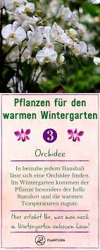 Pflanzen Fur Den Wintergarten Unsere Top 15 Plantura In 2020 Pflanzen Garten Orchideen