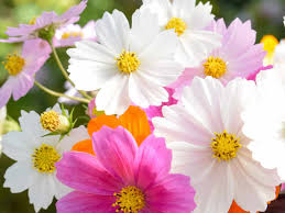Maybe you would like to learn more about one of these? 17 Easy Flowers To Grow Perfect Low Maintenance Flowers For Beginners