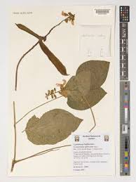 Image result for Canavalia africana