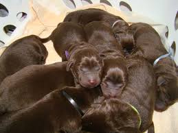 Check spelling or type a new query. Johnsons Labs Labrador Retriever Breeder Palmetto Florida