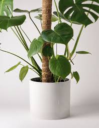 The genus is named from the latin word for monstrous or abnormal, and refers to the unusual leaves with natural holes that members of the genus have. How To Care For Monstera Plant Care Articles How Tos The Sill