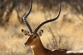 Close Up Antelope Images Free Download Antelope Animal African Animals African Wildlife