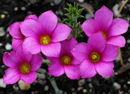 Image result for Oxalis purpurascens