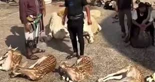 اداره‌کل محیط زیست خوزستان: گوزن زردی که زائران اربعین کشتند ایرانی نبود