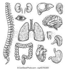 Ist ein zahn nicht mehr zu retten oder wiederherzustellen, dann wird er gezogen. Menschliche Organe Zeichnen Korper Anatomie Ikonen Menschliche Korperorgane Anatomie Symbole Von Herz Gehirn Oder Lunge Und Canstock