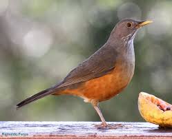 Canto De Trinca Ferro Bom Dia Seu Chico Com Boi Abrange Alguns Dos Melhores Cantores Da Avifauna Brasileira Conhecidos Sob A Denominacao De Sabia Passaros Brasileiros Passaros Silvestres Animais Brasileiros