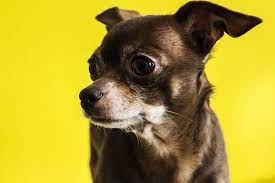 How Long Do Chihuahuas Live For Expected Chihuahua Lifespan