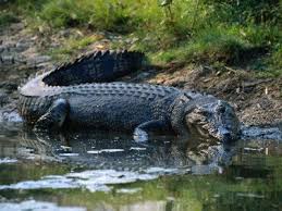 Endangered Rainforest Animals In Australia Kakadu National Park Endangered Rainforest Animals Australia Animals