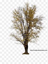 I suoi fiori viola o bianchi offrono dei bouquet dal profumo tipico e inebriante. Albero 03 Fiori Petalo Gialli E Bianchi Png Pngegg