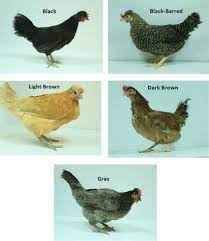 Currently, black australorp is one of the best prolific layer breeds. Saudi Native Chicken Breeds Table 2 Some Productive Traits Mean Se Download Scientific Diagram