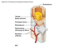 Bone classification and structure anatomy and physiology. Ppt Chapter 6 Skeletal System I Powerpoint Presentation Free Download Id 2694123
