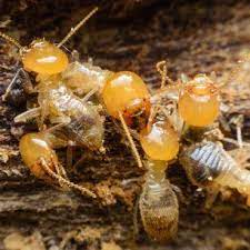 Guaranteed residential pest control only. Flint Hills Termite And Pest Control Inc Emporia Ks