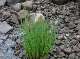 Image result for Fimbristylis madagascariensis