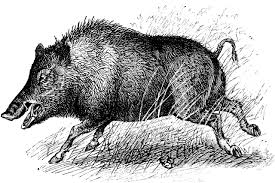 Wild Boar Wild Boar Dog Illustration Hog Dog