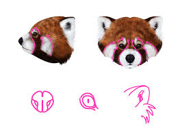 How To Draw Animals Red Pandas And Raccoons