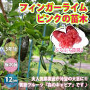 果樹 フィンガーライム(５種) - 愛知県の生活雑貨