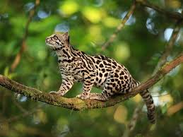 The Tenorio Volcano National Park Forms Part Of The Arenal Tilaran Conservation Area Small Wild Cats Wild Cats Animals