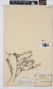 Image result for Indigofera gairdnerae