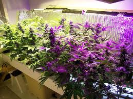 Check spelling or type a new query. Led Vs Hps Grow Lights A Quick Guide To Making The Right Choice