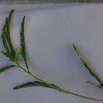 Image result for Aeschynomene uniflora