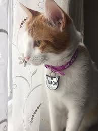 Asli Sarac Sezgin Adli Kullanicinin Kediler Panosundaki Pin Kedi