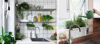 Algunos podrían responder diciendo porque así es la naturaleza. Plantas De Interior En Decoracion Tipos Y Consejos Para Casa