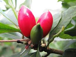 Image result for Synsepalum revolutum
