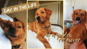 Start talking with all the pet pros in your area about your desire for a golden. Are Golden Retriever Good Guard Dogs Youtube