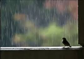 Bird Is The Word Gif With Sound Https Encrypted Tbn0 Gstatic Com Images Q Tbn 3aand9gcqneq L9kcwad6mksh2fuaga1eq0pb1dhkvgg Usqp Cau