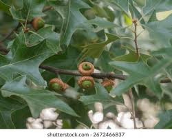 Image result for Cassinopsis ilicifolia