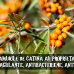 Crema cu catina pentru maini. Cine Nu Are Voie SÄ Consume CÄtinÄ ContraindicaÈii Èi InteracÈiuni Cu Medicamente Lataifas