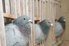 How to breed, race, win, and make money is a product by elliot lang that is supposed to teach pigeon owners to win the race and earn a lot of money in the process. Pigeon Disease The Eight Most Common Health Problems In Pigeons Winning Pigeon Racing And Racing Pigeons Strategies Pigeon Insider