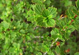 Image result for Myrothamnaceae