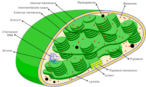 This makes them the most important cell organelles as plants are the primary. Chloroplast Definition And Examples Biology Online Dictionary