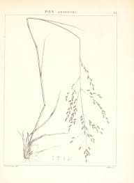 Image result for Eragrostis atrovirens