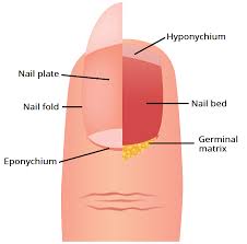 These diagrams may all contain comments or notes explaining usage, constraint, or intent. The Nail Unit Plate Germinal Matrix Bed Teachmeanatomy