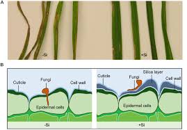Unlike the eukaryotic cells of plants and fungi, animal cells do not have a cell wall. Frontiers Role Of Silicon On Plant Pathogen Interactions Plant Science