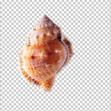 Seashell Conch Png Clipart Cartoon Conch Chart Clam