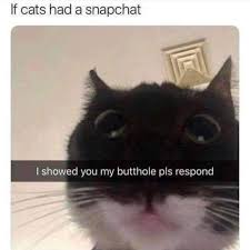 Download the best of funny meme cat pictures 1080 x 1080. If Cats Had Snapchat Memes
