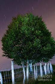 (hora local) donde se espera que alcancen una tasa de 10 a 20 meteoros por hora, informó conida. Lluvia De Estrellas Sobre El Arbol Photograph By Agus Aldalur