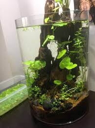Ideas For A 4 Gallon Vase Shrimp Tank Page 2 The Planted Tank Forum Indoor Water Garden Fish Vase Water Terrarium