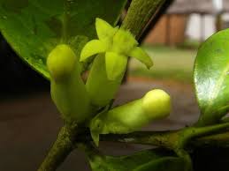 Image result for Pyrostria