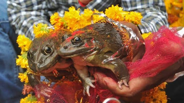 Frog Weddings, Megh Malhar And Other Unusual Indian Customs To Invoke The Monsoon