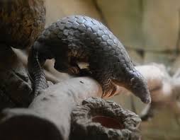 However, the exact source of this virus is still unknown. Coronavirus Pangolin Schuppentier Als Ubertrager Salzburg24